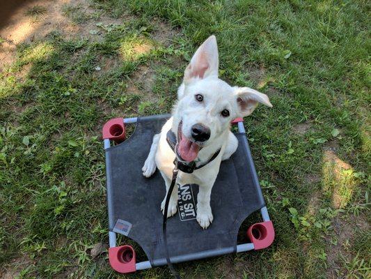 Sit Means Sit Dog Training