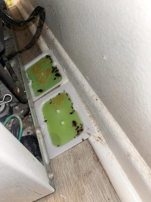 Windscape Apartments