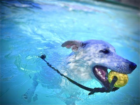 Fetch in the pool!