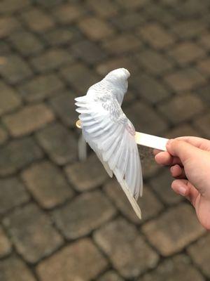 Clyde Peeling's Reptiland