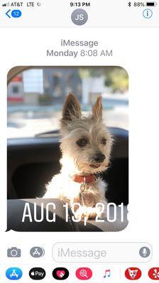 Companion Animal Medical Center