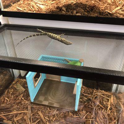 Repticon