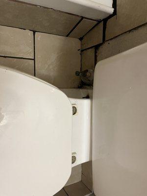 Mold around shower, missing toilet seat caps