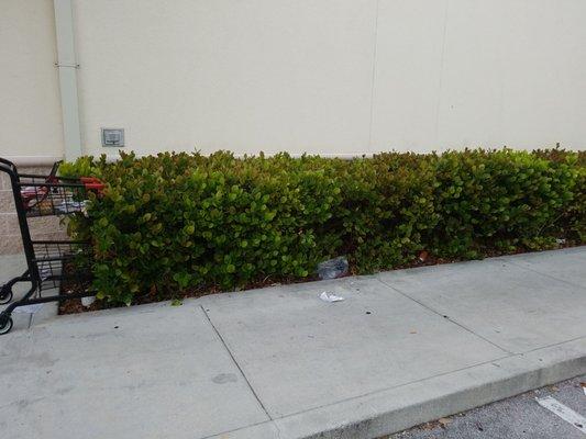 Garbage and a shopping cart in the bushes