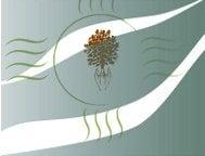 Natural Elements Medicine