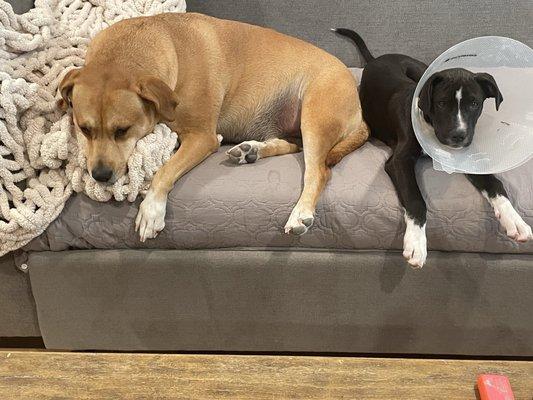 Boyd Veterinary Hospital