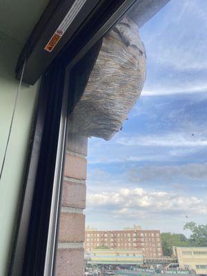 Enviro pest management