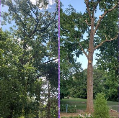 Promise Land Tree Service