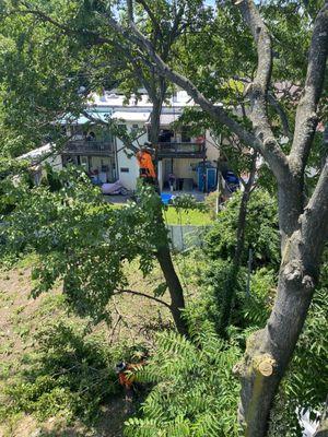 Gonzalez Tree Service And Maintenance