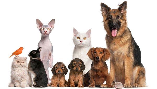 Happy Mutts & Cozy Kitties Pet Services