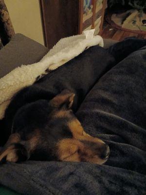 Rodeo resting nicely after a great visit