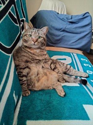 My Arzo they took care very good care of my both my cats caring and gentle very professional.