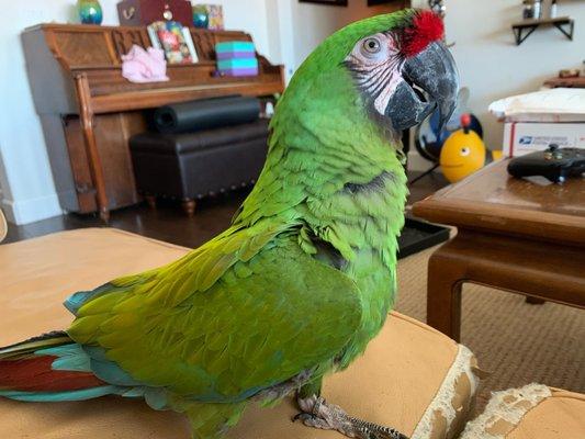 Souza's Avian Sanctuary & Boarding