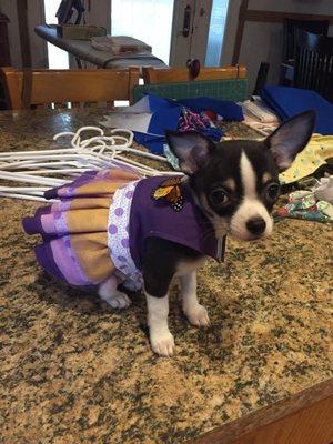 Best Friends Dog Grooming