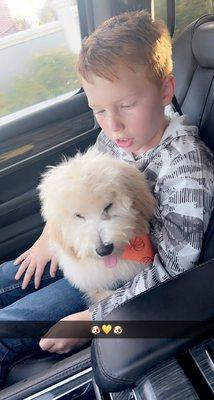 Doggie Stylz Grooming