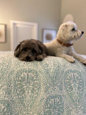 Pawlished Pup of Srq