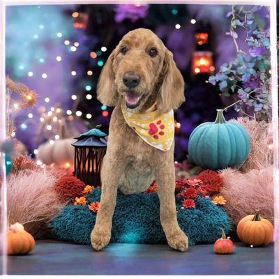 Furry Friends Grooming