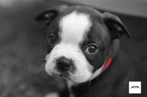 Dragonfly Eye Studio