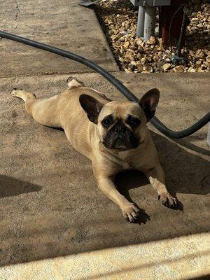 Precious Paws & Claws Pet Salon