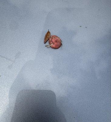 Southern Acura Newport News