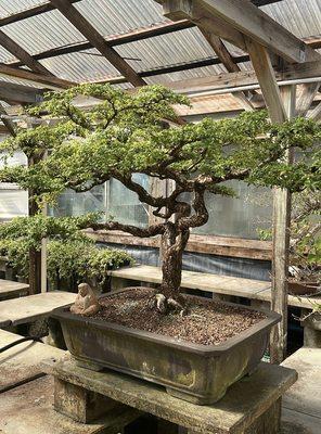 Penjing Bonsai Garden