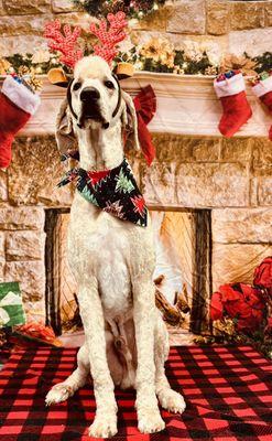 Pupparazzi Dog & Cat Grooming