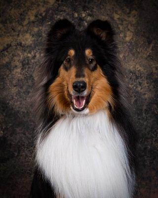 My beautiful boy Magic captured by Jeff Anderson Janderson Photography Sycamore, IL