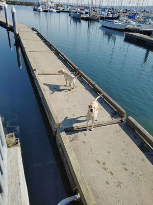 Dogs love it here, too!