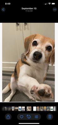 Veterinary Specialty Center Pet Hotel