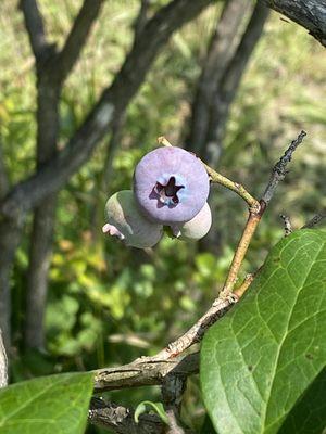 Ripe berries that quite literally burst with flavor