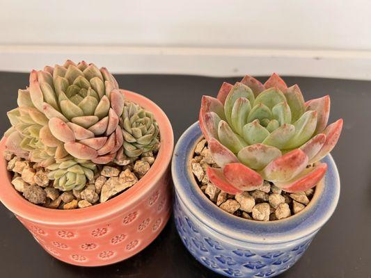 H&Y Succulent Garden