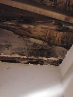 My Hubby was hired to remove BLACK MOLD from APT.17.. This mold is in every apt.