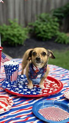 Thumb Salon For The Pampered Pets