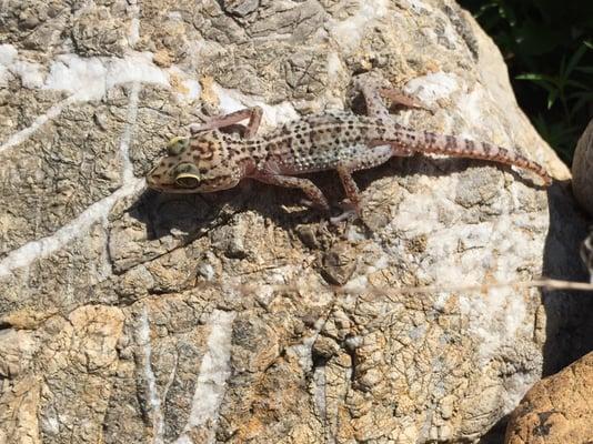 Party Gecko Enterprises