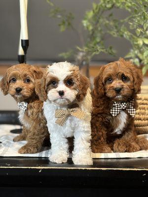 Cavapoo puppies
