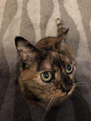 Bubbling Well Pet Memorial Park