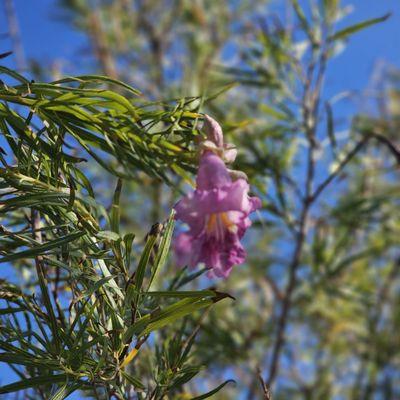 Red Hills Desert Garden