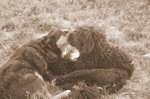 The Carmel Pet Sitter