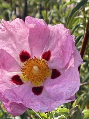 Blaisdell Ranch Preserve