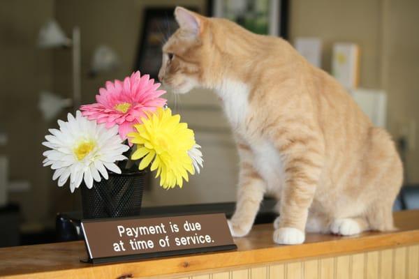 "Hank" takes a break to smell the flowers, as we all should daily!