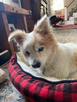 Court Street Veterinary Hospital