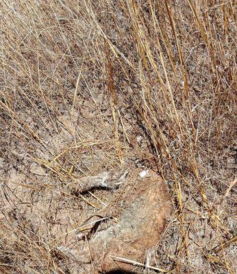 Found a dead animal on the trail