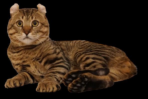 Dakine Shiba Inus And Exotic Cats