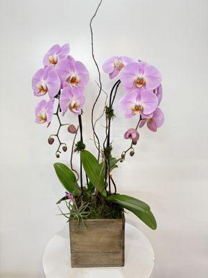 Orchid arrangement