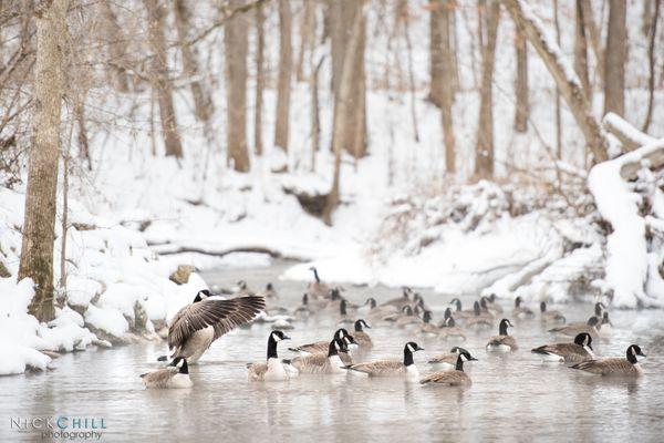 Nick Chill Photography