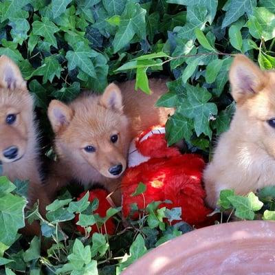 Suomi's Finnish Spitz