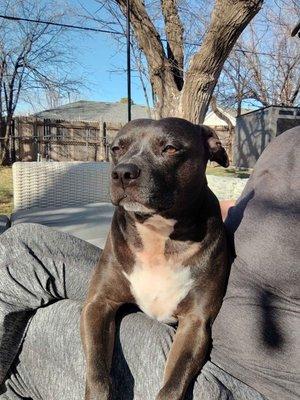 Phelps Family Pet Sitters