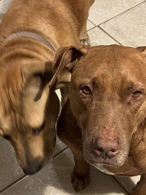 Tarpon Animal Hospital