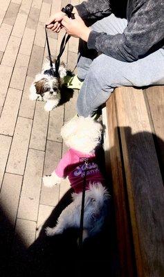 Fendi meets 4 month old puppy Benny