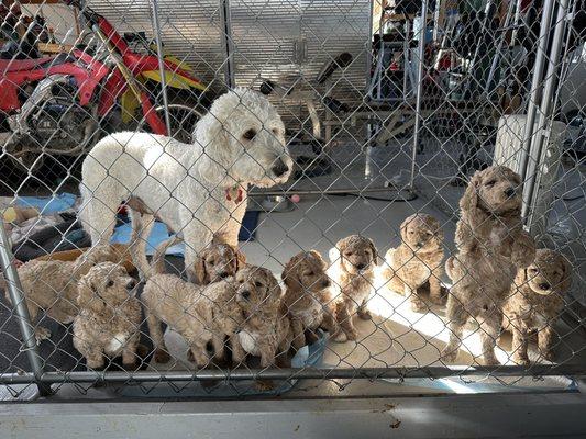 Mom and her 10 pups!